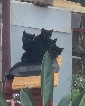 Gattini neri