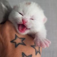 Cucciolo di british shorthair
