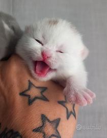 Cucciolo di british shorthair