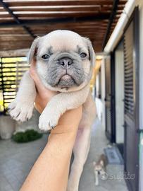 Cuccioli bull dog francese