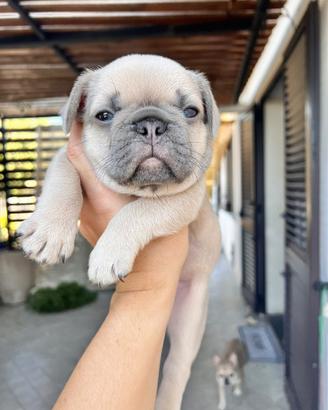 Cuccioli bull dog francese