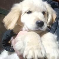 Top cuccioli di golden retriever pedigree Enci