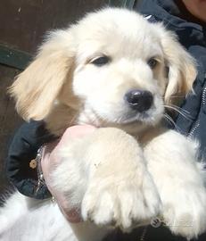 Top cuccioli di golden retriever pedigree Enci