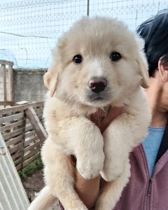 Cucciole maremmanine