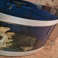 acquario 