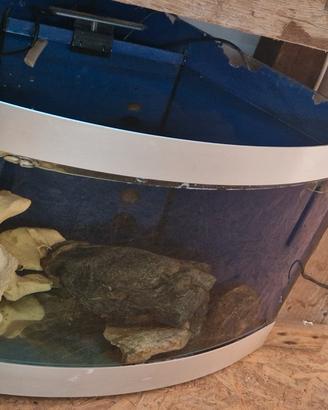 acquario 