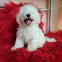 Tenerissimo Cucciolo Bichon Frisè genealogia pura