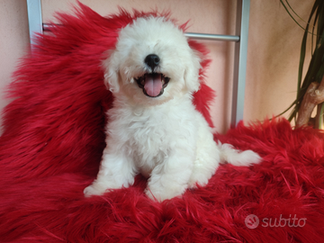 Tenerissimo Cucciolo Bichon Frisè genealogia pura