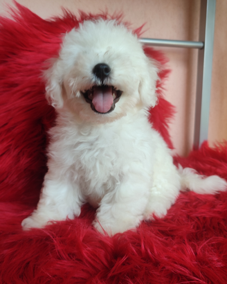 Tenerissimo Cucciolo Bichon Frisè genealogia pura