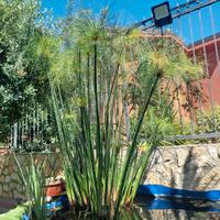 Piante di papiro Egiziano acquatico per laghetto