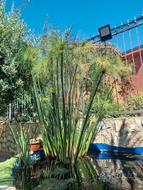 Piante di papiro Egiziano acquatico per laghetto