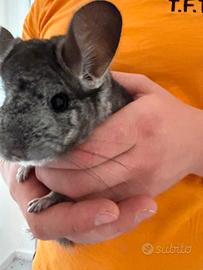 Cucciolo Cincilla