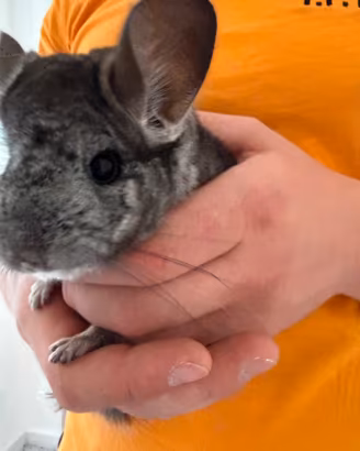 Cucciolo Cincilla
