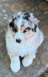 Cuccioli Pastore a Australiano