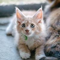 Cuccioli MaineCoon con Pedigree