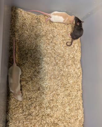 Ratto Norvegese