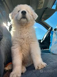 Piccolo pastore di gigante abruzzese
