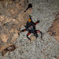 Cimici assassine (Platymeris rhadamanthus)