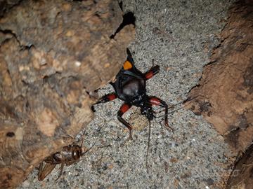 Cimici assassine (Platymeris rhadamanthus)