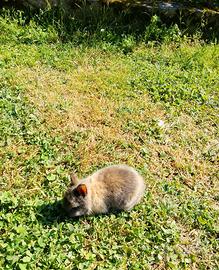 Conigli nani testa di leone