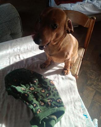 Maglioncino cane Croci cm 45.