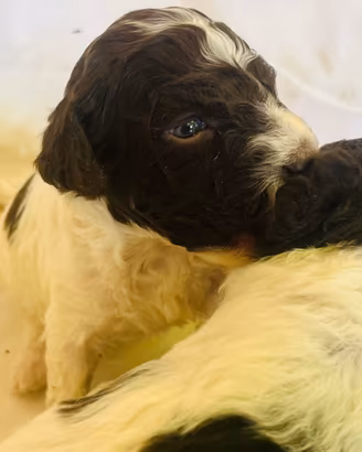 Cuccioli di lagotto con pedigree