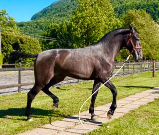 Cavalla Andalusa