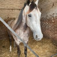 Cavallo italiano