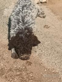 Lagotto romagnolo