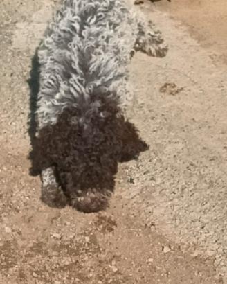 Lagotto romagnolo