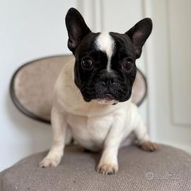 Bulldog francese maschio 1 anno
