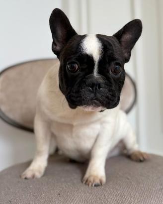 Bulldog francese maschio 1 anno