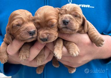 Cuccioli di cocker spaniel