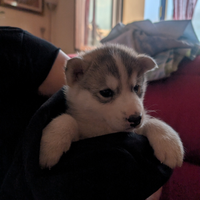 Husky cuccioli