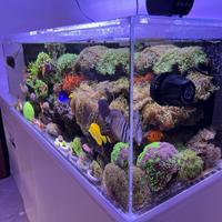 Tecnica Acquario Marino