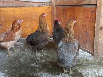 Galline razza araucana (guscio azzurro)