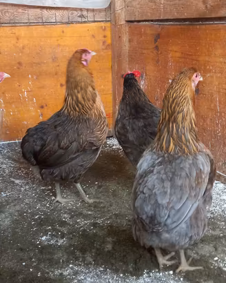Galline razza araucana (guscio azzurro)