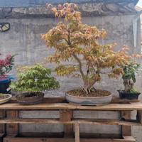 Bonsai acero yamamomiji kabudachi 