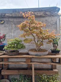 Bonsai acero yamamomiji kabudachi 