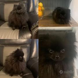 Cucciolata soitz pomerania solo maschi neri
