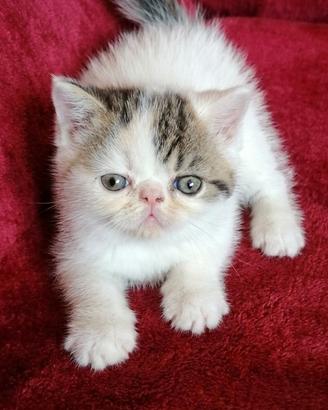 Gattini exotic shorthair pelo corto- Pedigree