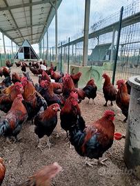 Galli marans di circa un anno