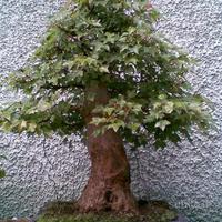 Bonsai lezioni e cura