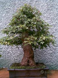 Bonsai lezioni e cura