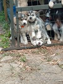 Husky