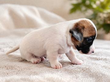 Cucciolo di Jack Russell Terrier con Pedigree