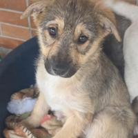 Cucciola in adozione