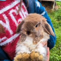 Coniglietto ariete nano