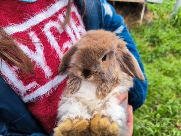 Coniglietto ariete nano