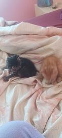 Regalasi cucciolo di gatto